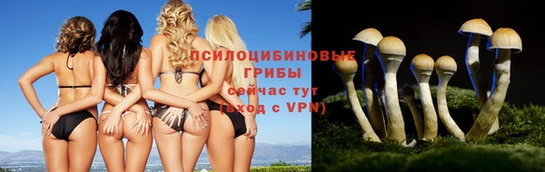 прущие грибы Алзамай